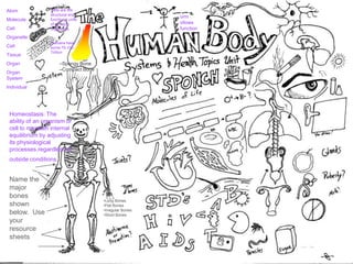 Atom
Molecule
Cell
Organelle
Cell
Tissue
Organ
Organ
System
Individual
orm
ollows
function
Homeostasis: The
ability of an organism or
cell to maintain internal
equilibrium by adjusting
its physiological
processes.regardless of
outside conditions.
Cells are the
structural and
functional units
of all living
organisms.
–
Humans have
some 75-100
Trillion
Name the
major
bones
shown
below. Use
your
resource
sheets
•Long Bones
•Flat Bones
•Irregular Bones
•Short Bones
–Spongy Bone
–Compact Bone
 