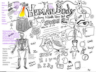 Atom
Molecule
Cell
Organelle
Cell
Tissue
Organ
Organ
System
Individual
orm
ollows
function
Homeostasis: The
ability of an organism or
cell to maintain internal
equilibrium by adjusting
its physiological
processes.regardless of
outside conditions.
Cells are the
structural and
functional units
of all living
organisms.
–
Humans have
some 75-100
Trillion
Name the
major
bones
shown
below. Use
your
resource
sheets
•Long Bones
•Flat Bones
•Irregular Bones
•Short Bones
–Spongy Bone
–Compact Bone
 