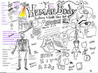 Atom
Molecule
Cell
Organelle
Cell
Tissue
Organ
Organ
System
Individual
orm
ollows
function
Homeostasis: The
ability of an organism or
cell to maintain internal
equilibrium by adjusting
its physiological
processes.regardless of
outside conditions.
Cells are the
structural and
functional units
of all living
organisms.
–
Humans have
some 75-100
Trillion
Name the
major
bones
shown
below. Use
your
resource
sheets
•Long Bones
•Flat Bones
•Irregular Bones
•Short Bones
–Spongy Bone
–Compact Bone
Tendon
Ligament
 