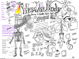 Atom
Molecule
Cell
Organelle
Cell
Tissue
Organ
Organ
System
Individual
orm
ollows
function
Homeostasis: The
ability of an organism or
cell to maintain internal
equilibrium by adjusting
its physiological
processes.regardless of
outside conditions.
Cells are the
structural and
functional units
of all living
organisms.
–
Humans have
some 75-100
Trillion
Name the
major
bones
shown
below. Use
your
resource
sheets
•Long Bones
•Flat Bones
•Irregular Bones
•Short Bones
–Spongy Bone
–Compact Bone
Tendon
Ligament
 