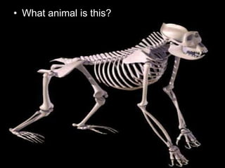 • What animal is this?
 