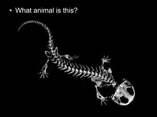 • What animal is this?
 