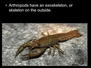 • Arthropods have an exoskeleton, or
skeleton on the outside.
 