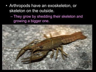 • Arthropods have an exoskeleton, or
skeleton on the outside.
– They grow by shedding their skeleton and
growing a bigger one.
 