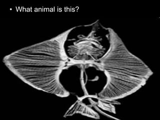 • What animal is this?
 