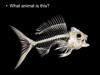 • What animal is this?
 