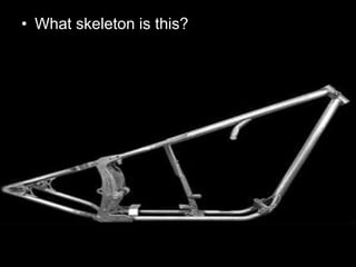 • What skeleton is this?
 