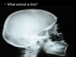 • What animal is this?
 