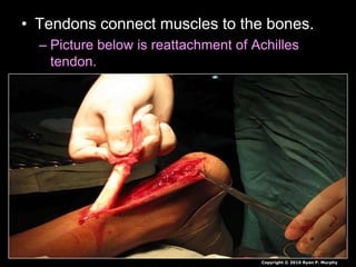• Tendons connect muscles to the bones.
– Picture below is reattachment of Achilles
tendon.
Copyright © 2010 Ryan P. Murphy
 