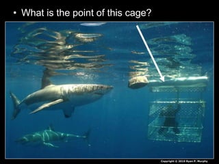 • What is the point of this cage?
Copyright © 2010 Ryan P. Murphy
 