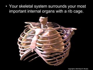 • Your skeletal system surrounds your most
important internal organs with a rib cage.
Copyright © 2010 Ryan P. Murphy
 