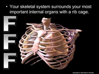 • Your skeletal system surrounds your most
important internal organs with a rib cage.
Copyright © 2010 Ryan P. Murphy
 