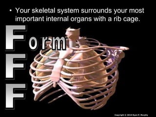 • Your skeletal system surrounds your most
important internal organs with a rib cage.
Copyright © 2010 Ryan P. Murphy
 