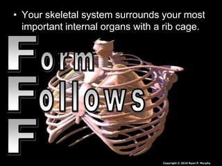 • Your skeletal system surrounds your most
important internal organs with a rib cage.
Copyright © 2010 Ryan P. Murphy
 
