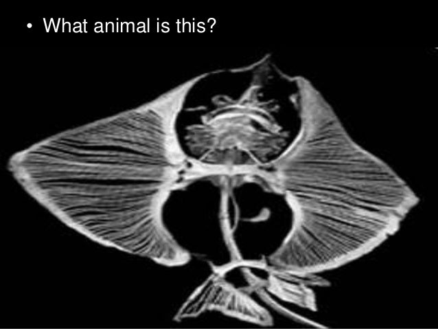 case protects brain body that the Human Unit Bones, System PowerPoint, Body Skeletal case protects brain body that the Human Unit Bones, System PowerPoint, Body Skeletal