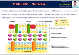 Penicillin antibiotics are bactericidal agents that disturb bacterial cell-wall formation as a result of covalent
binding to essential penicillin-binding proteins (PBPs), enzymes that inhibit the terminal steps of
peptidoglycan cross-linking formation in bacteria. So bacteria under autolysis and destroyed
 