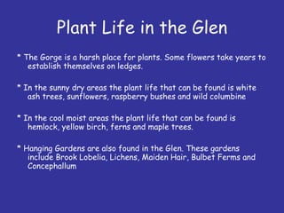 Plant Life in the Glen ,[object Object],[object Object],[object Object],[object Object]