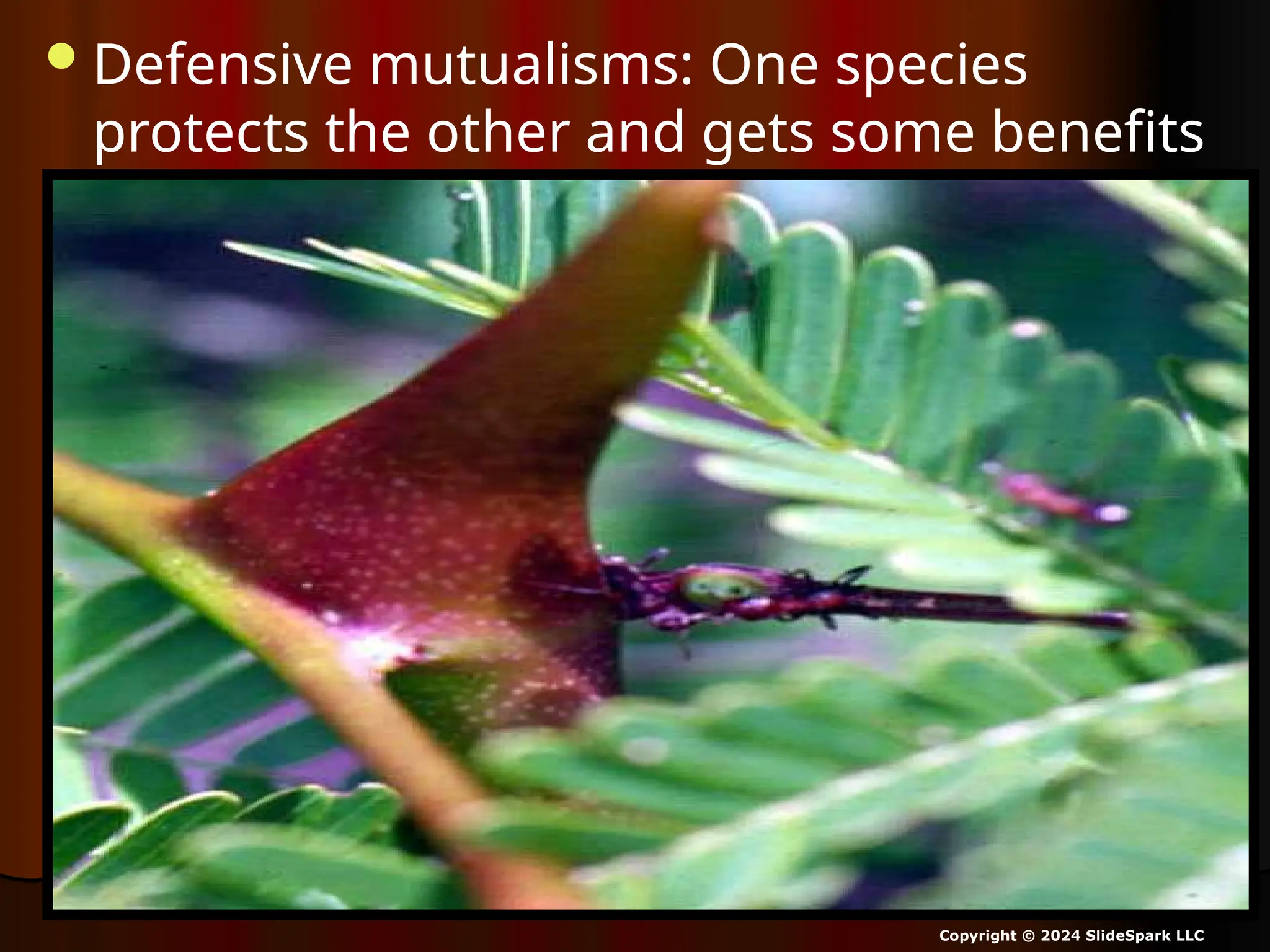 Symbiosis Lesson, Mutualism, Types of Mutualisms, Science Lesson from ...