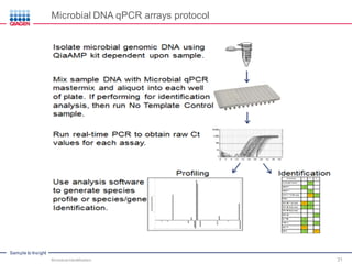 Sample to Insight
Microbial DNA qPCR arrays protocol
Microbial Identification 31
 