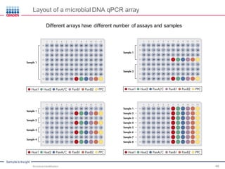 Sample to Insight
Layout of a microbial DNA qPCR array
Different arrays have different number of assays and samples
Microbial Identification 48
 