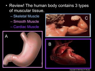 • Review! The human body contains 3 types
of muscular tissue.
– Skeletal Muscle
– Smooth Muscle
– Cardiac Muscle
A
B
C
Copyright © 2010 Ryan P. Murphy
 