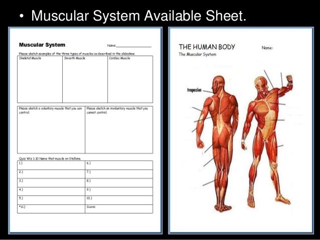 Muscular System Lesson Powerpoint Muscles Human Body Unit