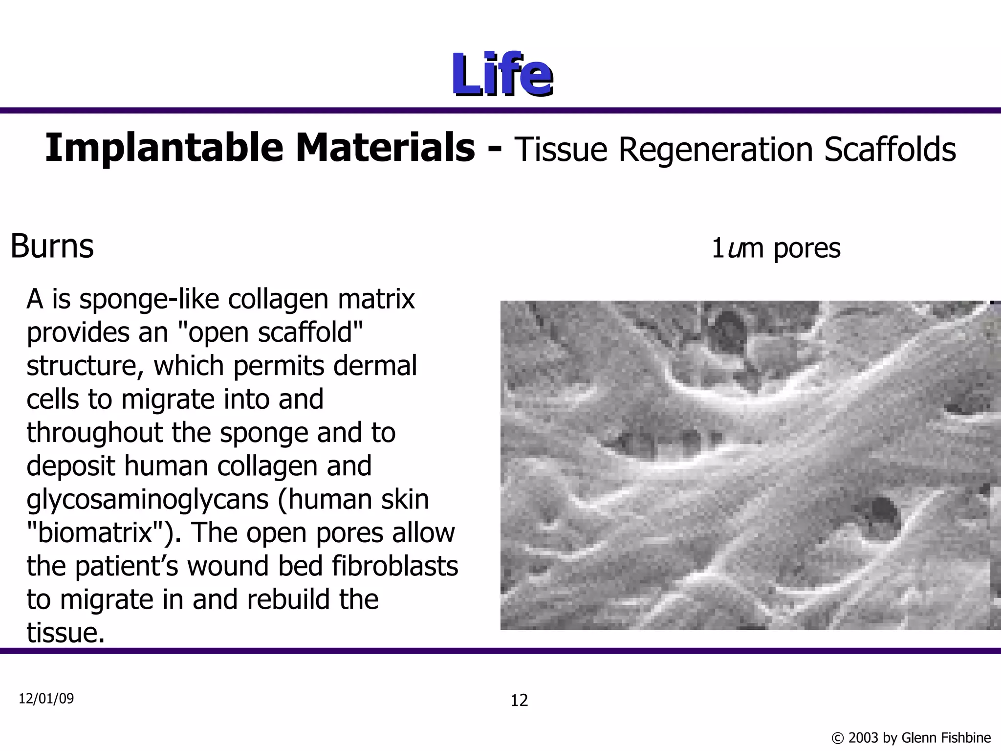 Life Implantable Materials -  Tissue Regeneration Scaffolds Burns 1 u m pores A is sponge-like collagen matrix provides an "open scaffold" structure, which permits dermal cells to migrate into and throughout the sponge and to deposit human collagen and glycosaminoglycans (human skin "biomatrix"). The open pores allow the patient’s wound bed fibroblasts to migrate in and rebuild the tissue. 