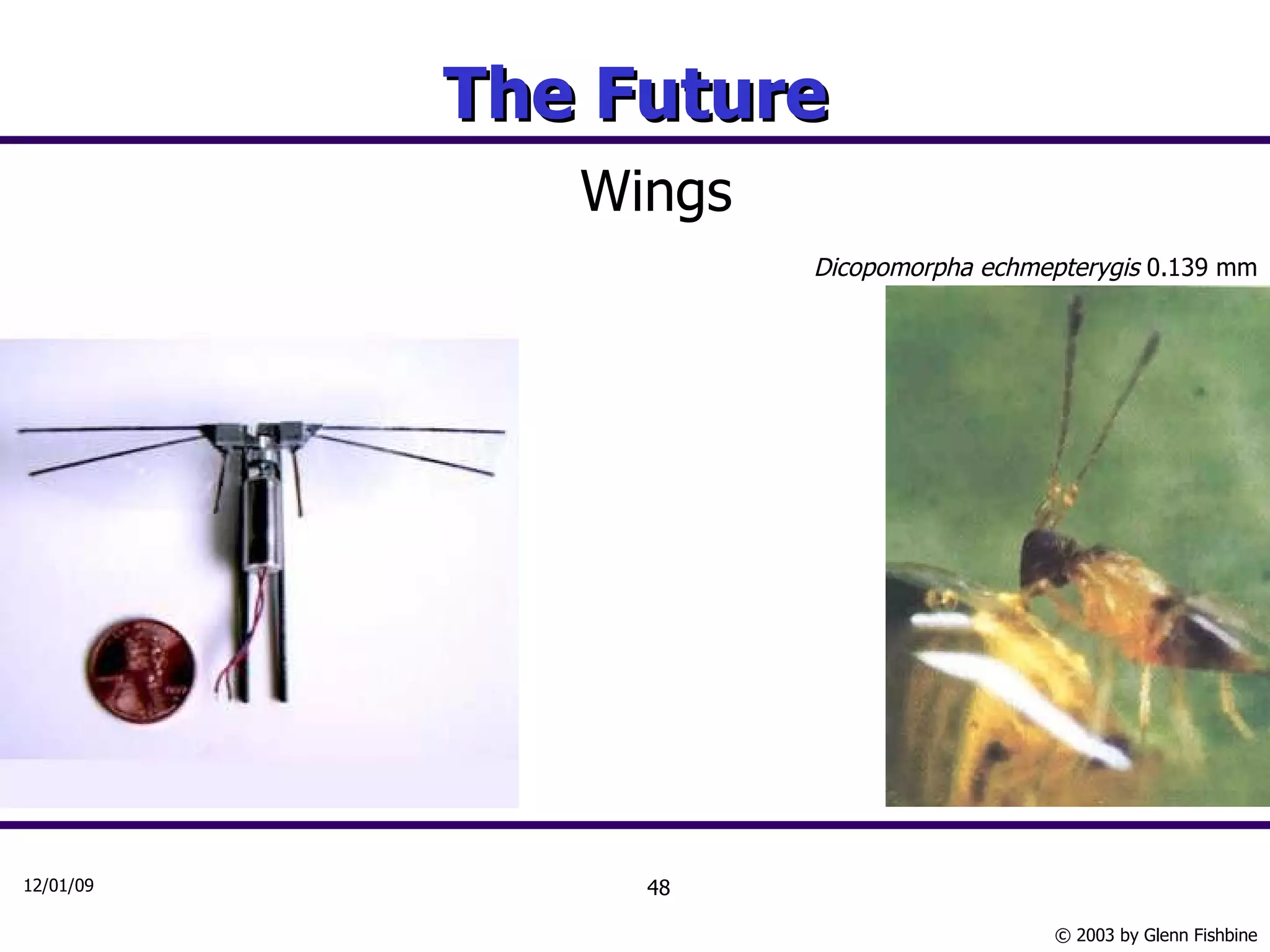 The Future Wings Dicopomorpha echmepterygis  0.139 mm 