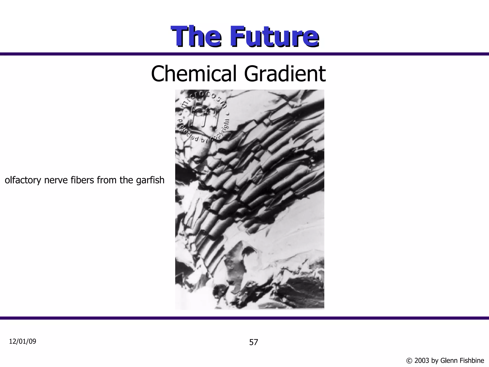 The Future Chemical Gradient olfactory nerve fibers from the garfish   