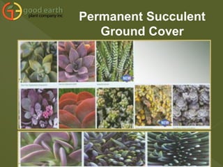 Permanent Succulent
Ground Cover