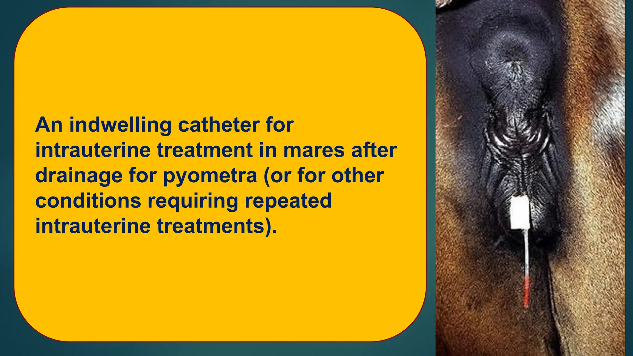 Part 4 Pyometra in Farm Animals Prof Dr Hamed Attia.pdf