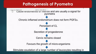 Part 4 Pyometra in Farm Animals Prof Dr Hamed Attia.pdf