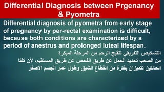 Part 4 Pyometra in Farm Animals Prof Dr Hamed Attia.pdf