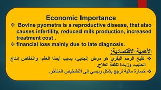 Cow Pyomatra Problem Part 4 Pyometra in Farm Animals Prof Dr Hamed Attia.pdf