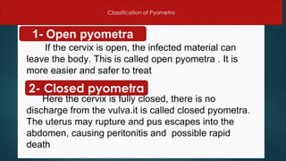 Part 4 Pyometra in Farm Animals Prof Dr Hamed Attia.pdf