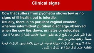 Pyometra Cow Part 4 Pyometra in Farm Animals Prof Dr Hamed Attia.pdf