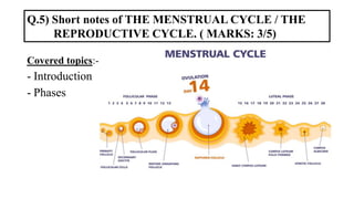 Covered topics:-
- Introduction
- Phases
Q.5) Short notes of THE MENSTRUAL CYCLE / THE
REPRODUCTIVE CYCLE. ( MARKS: 3/5)
 