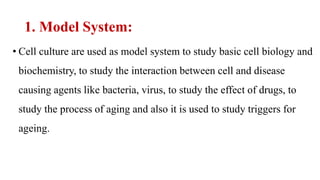 1. Model System:
• Cell culture are used as model system to study basic cell biology and
biochemistry, to study the interaction between cell and disease
causing agents like bacteria, virus, to study the effect of drugs, to
study the process of aging and also it is used to study triggers for
ageing.
 