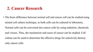 2. Cancer Research
• The basic difference between normal cell and cancer cell can be studied using
animal cell culture technique, as both cells can be cultured in laboratory.
Normal cells can be converted into cancer cells by using radiation, chemicals
and viruses. Thus, the mechanism and cause of cancer can be studied. Cell
culture can be used to determine the effective drugs for selectively destroy
only cancer cells.
 