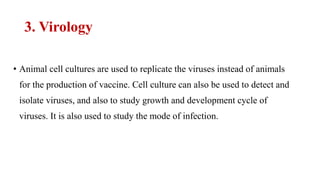 3. Virology
• Animal cell cultures are used to replicate the viruses instead of animals
for the production of vaccine. Cell culture can also be used to detect and
isolate viruses, and also to study growth and development cycle of
viruses. It is also used to study the mode of infection.
 