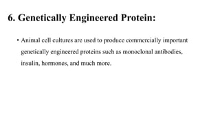 6. Genetically Engineered Protein:
• Animal cell cultures are used to produce commercially important
genetically engineered proteins such as monoclonal antibodies,
insulin, hormones, and much more.
 
