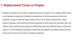 7. Replacement Tissue or Organ:
• Animal cell culture can be used as replacement tissue or organs. For example artificial skin
can be produced using this technique to treat patients with burns and ulcers. However
research is going on artificial organ culture such as liver, kidney and pancreas. Organ
culture techniques and research are being conducted on both embryonic and adult stem cell
culture. These cells have the capacity to differentiate into many different types of cells and
organs. It is belived that by learning to control the development and differentiation of these
cells may be used to treat variety of medical conditions.
 