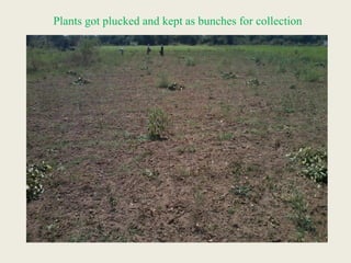 Plants got plucked and kept as bunches for collection
 