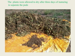 The plants were allowed to dry after three days of maturing
to separate the pods
 