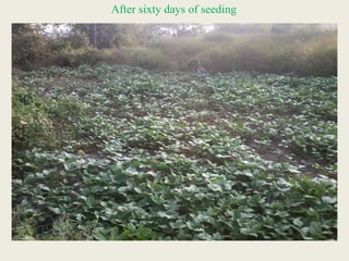 After sixty days of seeding
 