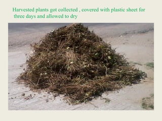 Harvested plants got collected , covered with plastic sheet for
three days and allowed to dry
 