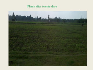 Plants after twenty days
 