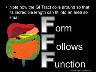 • Note how the GI Tract coils around so that
its incredible length can fit into an area so
small.
orm
ollows
unctionCopyright © 2010 Ryan P. Murphy
 