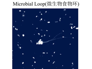 Microbial Loop(微生物食物环)
 