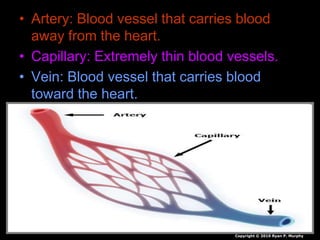 • Artery: Blood vessel that carries blood
away from the heart.
• Capillary: Extremely thin blood vessels.
• Vein: Blood vessel that carries blood
toward the heart.
Copyright © 2010 Ryan P. Murphy
 